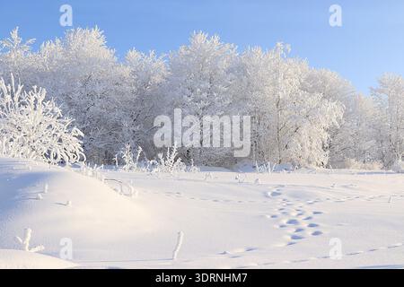 Russian winter, after snowfall, tree branches are covered with snow and sparkle in the sun, snowdrifts knee-deep, off-road. It i Stock Photo
