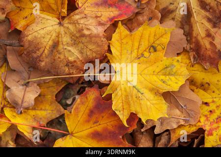 Yellow discoloured maple leaf lying on the ground, Germany Stock Photo