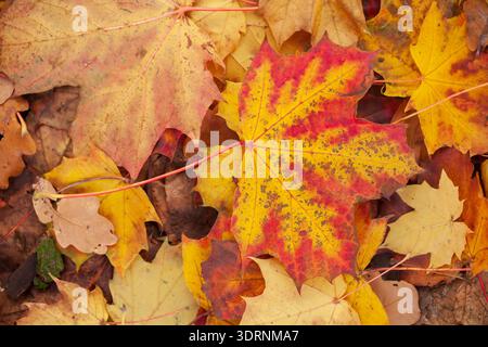 Yellow discoloured maple leaf lying on the ground, Germany Stock Photo