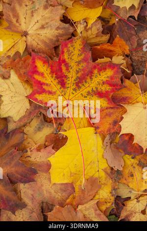 Yellow discoloured maple leaf lying on the ground, Germany Stock Photo