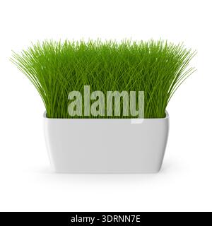 Lush Green Grass in a Modern White Pot Stock Photo