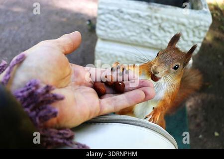 A cute, fluffy squirrel eats nuts right from a person's hand. People in parks help squirrels survive the harsh winter by leaving Stock Photo