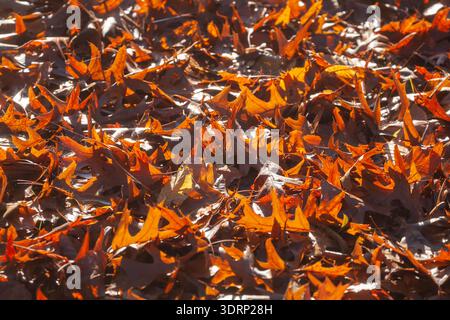 Colourful autumn leaves lying on the ground, Germany Stock Photo