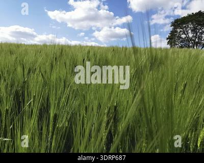 Green ears of a grain field (granum) under a cloudy sky with a lonely tree, hiking on the Rennsteig, Thuringian Forest nature park Park Stock Photo