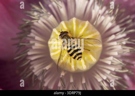 Common hoverfly (Eupeodes corollae) adult insect on a garden poppy flower in summer, Suffolk, England, United Kingdom Stock Photo