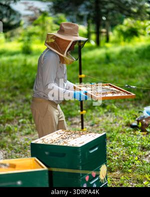 A Beekeeper Is Holding a Honeycomb Frame with Honey Bees on it Flat for  Inspection, Tewksbury, Hunterdon County, New Jersey Stock Photo