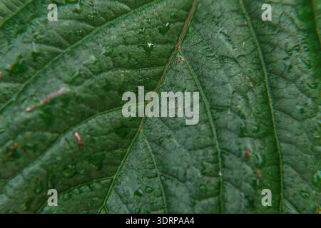 Viticulture wine industry. Drops of rain water on green grape leaves in vineyard Stock Photo
