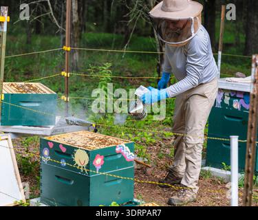 A Beekeeper is using a Can Smoker to Clear the Bees with Smoke from the Beehive, Tewksbury, Hunterdon County, New Jersey Stock Photo