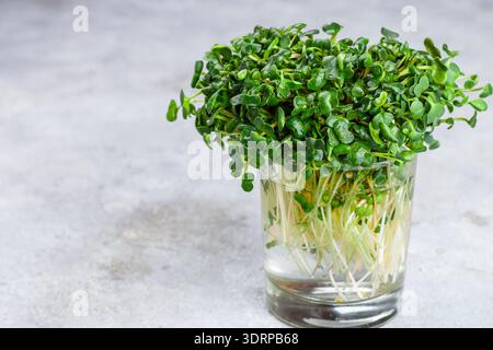 Raw Green Organic radish or daikon Microgreens for making fresh salads. seedlings. Concept and healthy eating. Selective focus, Stock Photo