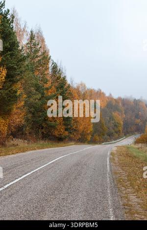 Forest asphalt road goes into the distance. Autumn multicolored trees and firs on misty morning Stock Photo