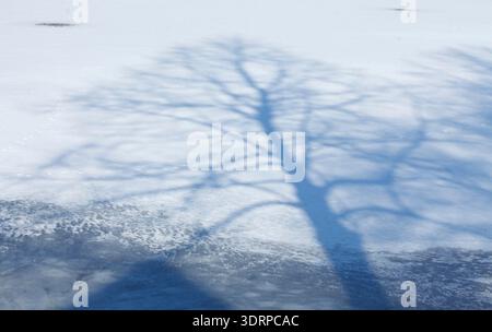 Tree shadows, snow-covered ice surface Stock Photo