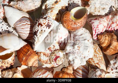 Seashells Stock Photo
