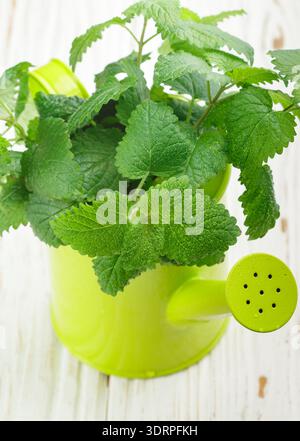 Organic Melissa. Sprigs of fresh lemon balm in a decorative vase. Spicy greens. Selective focus Stock Photo
