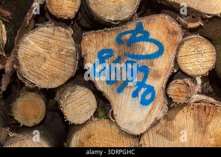 Stacked logs Stock Photo