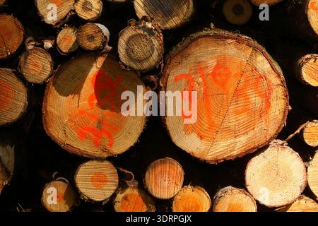 Stacked logs Stock Photo