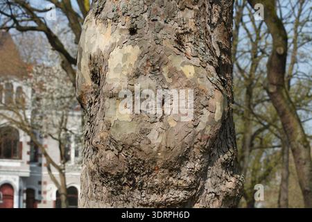 Old gnarled tree trunk, wood texture, background image Stock Photo