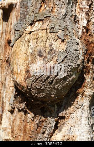 Old gnarled tree trunk, wood texture, background image Stock Photo