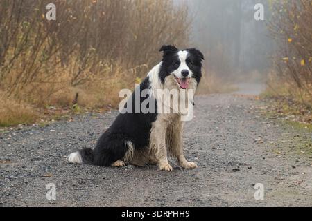 Pet activity. Cute puppy dog border collie sitting in autumn park forest outdoor. Pet dog on walking in foggy autumn fall day. D Stock Photo