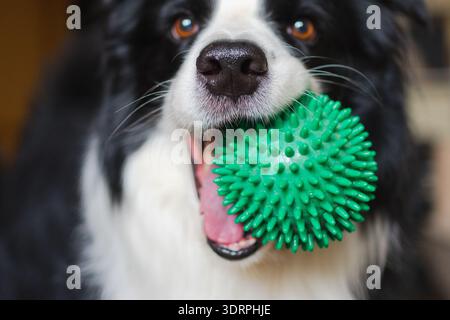 Pet activity. Funny puppy dog border collie holding toy ball in mouth playing at home indoors. Purebred pet dog wants to playing Stock Photo
