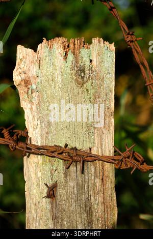 Fence post with rusty barbed wire Stock Photo