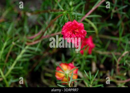 Colorful portulaca grandiflora or moss rose in the home garden Stock Photo