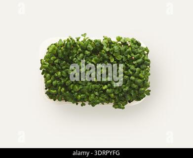 Collection of Green Sprouts in a White Container Placed on a Light Background for a Fresh Display Stock Photo