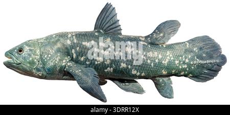 Close-up side view of a West Indian Ocean coelacanth (Latimeria chalumnae) - isolated on White background Stock Photo