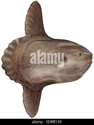 Close-up view of a Ocean sunfish (Mola mola) - isolated on White background Stock Photo