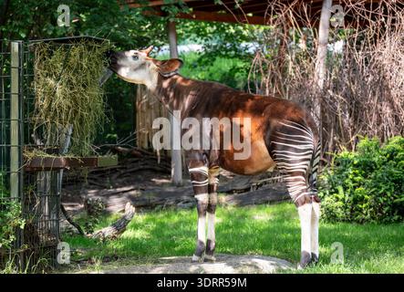 Berlin, germany, august 14, 2023. Okapi (forest giraffe) feeding on hay from a wooden feeder in daylight at a zoo, close-up showing striped hindquarte Stock Photo