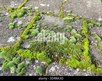Moss growing between paving stones on weathered concrete sidewalk tiles Stock Photo