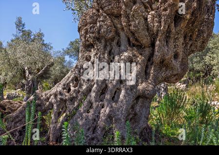 Close up at an old olive tree in a grove Stock Photo