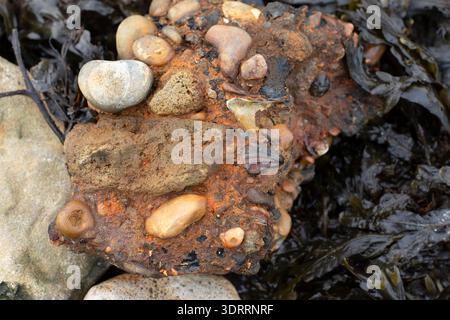 A rusty rock with pebbles and shells, on a beach in Folkestone, UK, showing the effects of erosion. Stock Photo