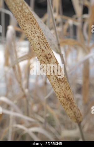 Close-up of a dried reed leaf covered with dark speckles, photographed with shallow depth of field against a soft blurred natural background. Stock Photo