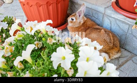 A beige decorative rabbit hids lying among flowers. Cute Easter Bunny resting outdoor. Adorable pet on a walk in a country house. Domestic animal Stock Photo