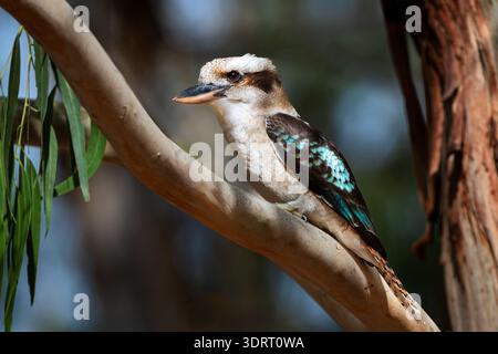 Laughing Kookaburra perching on a gum tree. Stock Photo
