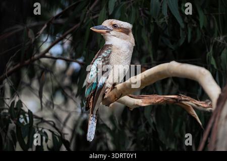 Laughing Kookaburra perching on a gum tree. Stock Photo