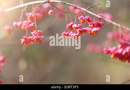 Bright Pink Flowers Hang From Branches in a Garden During Springtime Stock Photo