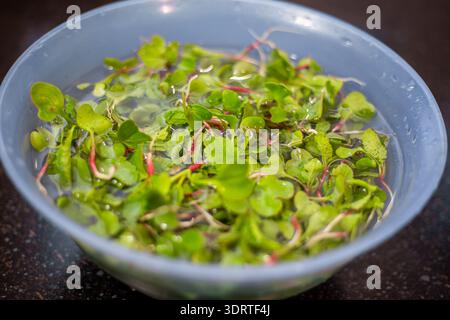 Fresh green microgreens with pink stems wash in a blue plastic bowl of water. healthy food, salad preparation, organic nutrition. Stock Photo