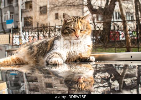 Calico stray cat resting on a parked car roof in sunlight with urban reflections and calm mood. Stock Photo