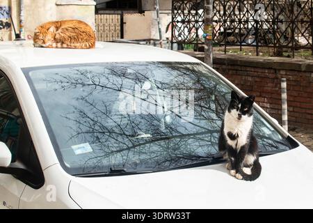 Two stray cats resting on parked car in sunlight, symbolizing urban life and coexistence. Stock Photo