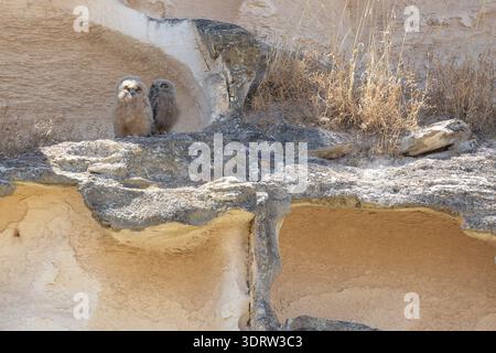 Two fluffy eagle owlets [Eurasian eagle-owl (Bubo bubo)] perched on sunlit rocky cliff, watching their arid wilderness habitat with dry grass nearby, Stock Photo