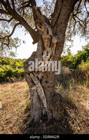Ancient olive tree showcasing its textured, gnarled trunk and weathered branches reaching towards the bright blue sky above a landscape of green grass Stock Photo