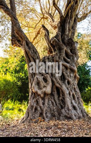 Ancient olive tree showcasing its textured, gnarled trunk and weathered branches reaching towards the bright blue sky above a landscape of green grass Stock Photo