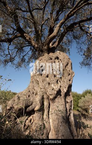 Ancient olive tree showcasing its textured, gnarled trunk and weathered branches reaching towards the bright blue sky above a landscape of green grass Stock Photo