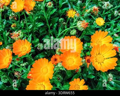 A dense, vibrant carpet of orange and yellow Calendula (Marigold) flowers and green foliage, seen from above. This rich, full-frame organic texture Stock Photo