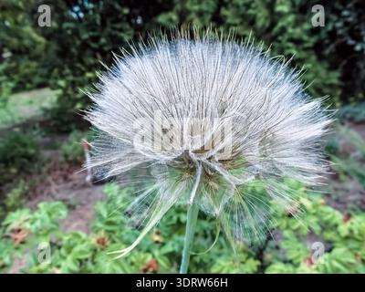 Delicate goatsbeard seedhead with silky white fibers radiating outward in garden setting. Close-up view of Tragopogon seed clock Stock Photo