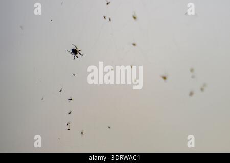 orb-weaver Spider hanging on its intricate silk web, preparing to consume small gnat insects trapped within the sticky threads, illustrating predation Stock Photo