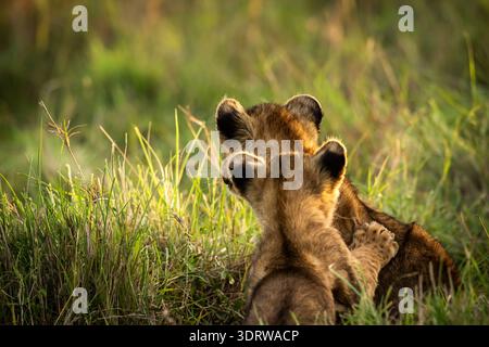 Two wild African lion cubs with ears pierced observing some action. image from behind to show their heads inline, one behind the other. Stock Photo
