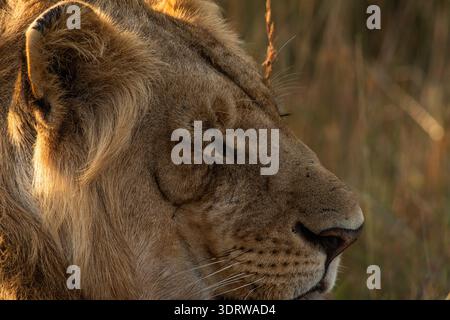 close up profile of a solitary wild African lioness with a dark semi circle near its eye and tufts of hair curling from its ear. Stock Photo