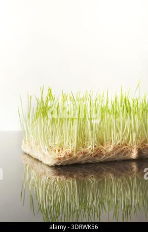 Collection of Green Grass With Roots on Reflective Surface in a Collage Style Design Stock Photo